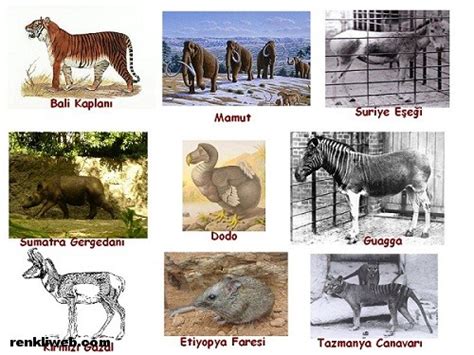 türkiye nin nesli tükenen hayvanları